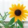 Icon for garden installation service